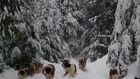 Look what these dogs did