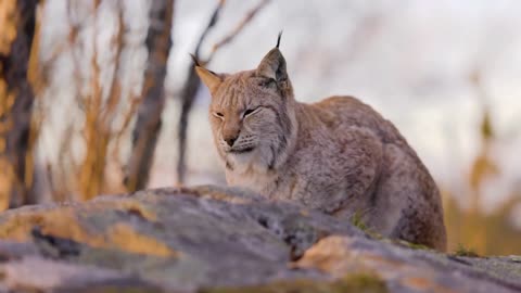 Eurasian Lynx | 4K | Wildcat Animals | The Hunter | classic