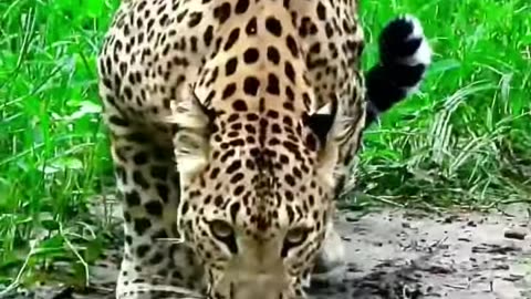 Panther the leopard wildlife forest animals survive in the world