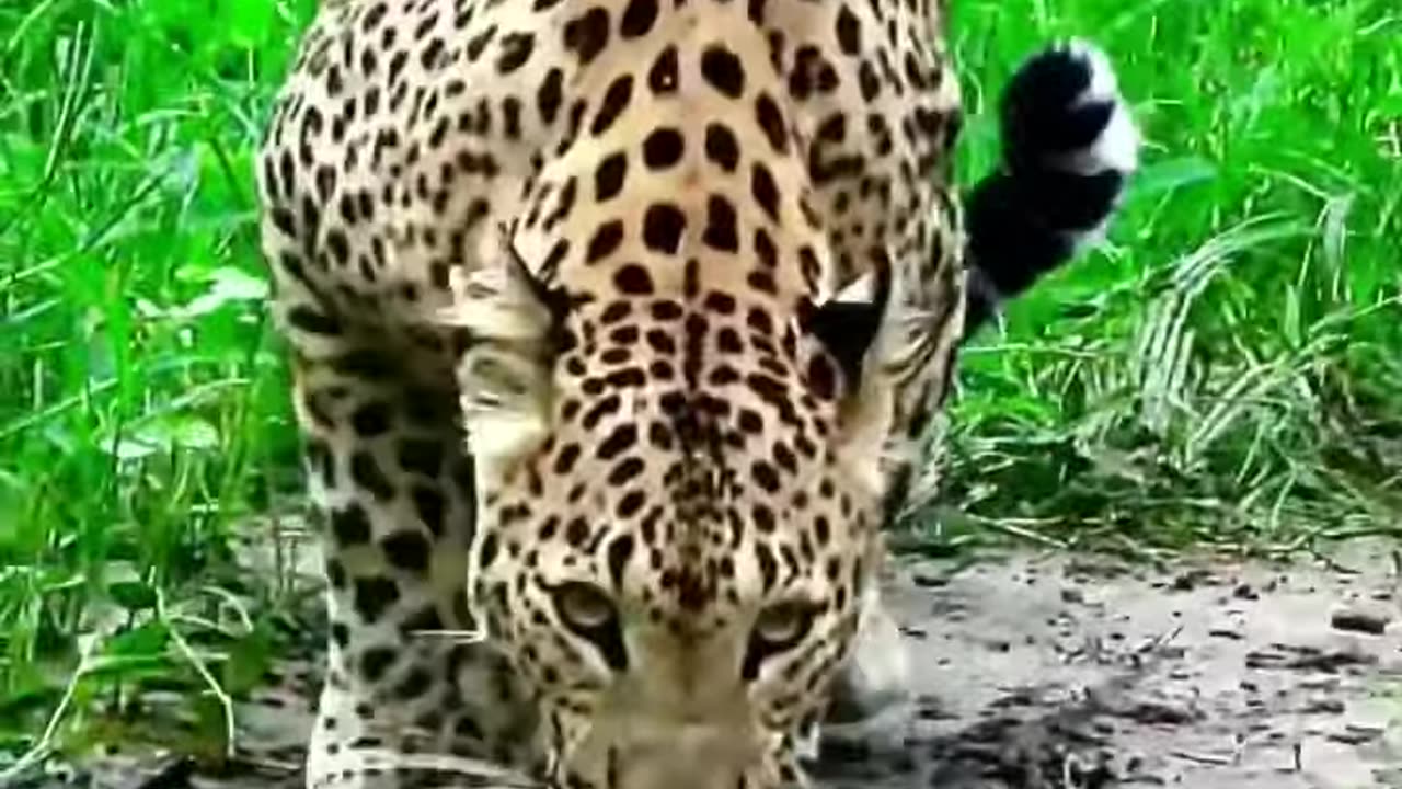 Panther the leopard wildlife forest animals survive in the world