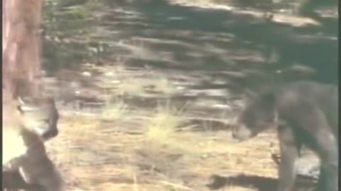 cougar attacks bear and gets hurt