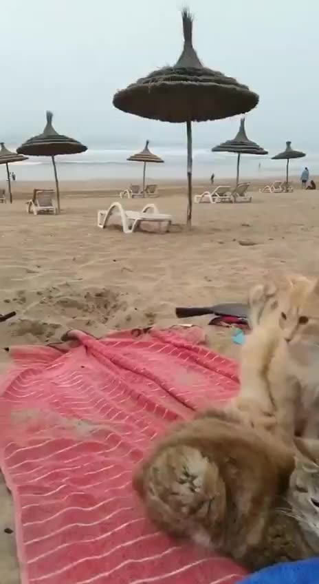 Beach gone to the cool cats 😂