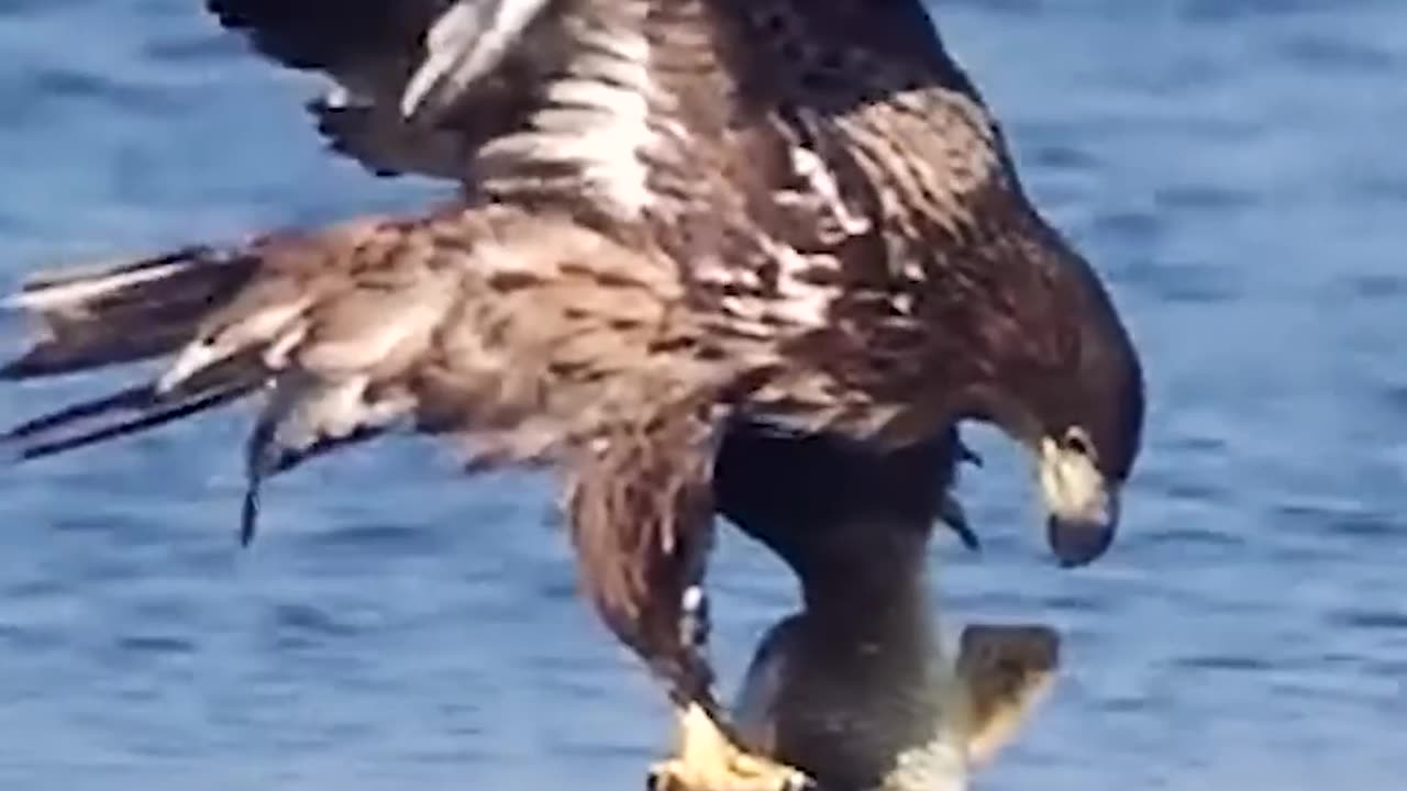 Eagle Catching Big Carp Fish