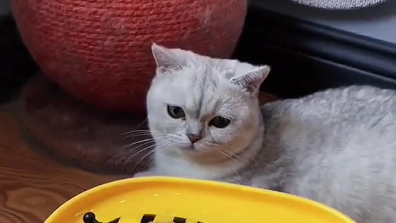 ❌drink water#fyp #cat #catsoftiktok #cats #pet