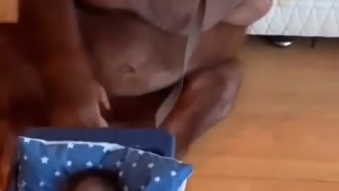 Animals Act Like Humans. Cute Animals #gorilla #gorillas #orangutan #gorillatag #gorillaz