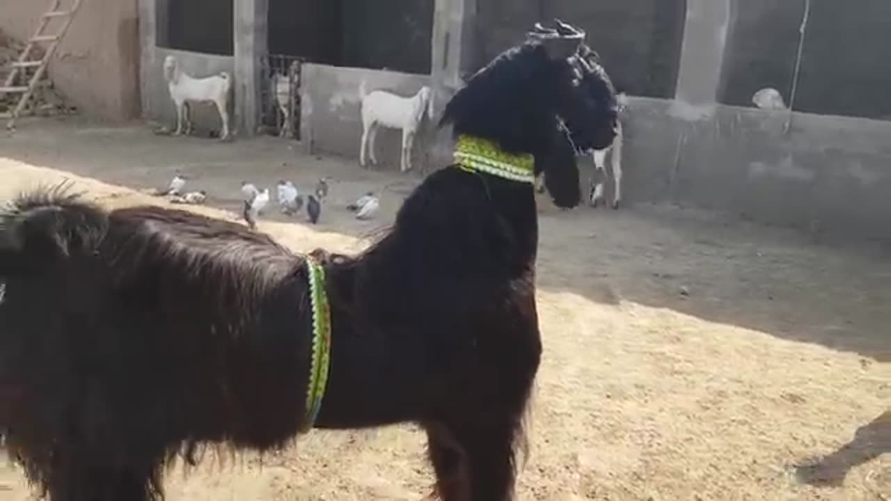 Dancing Goat