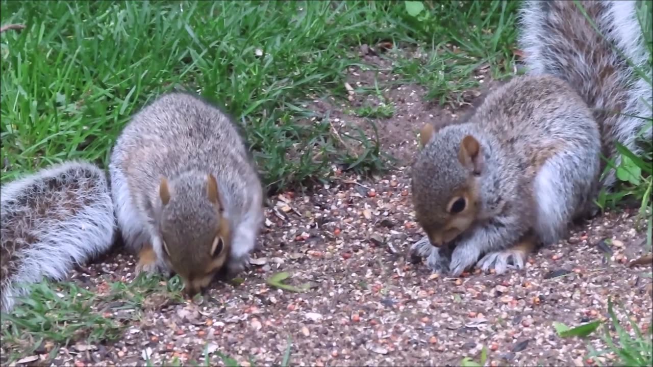 BACKYARD SQUIRRELS AND BIRDS