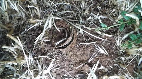 Trapdoor Spider Misses The Big Moth