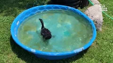 BEST Pets of the Summer