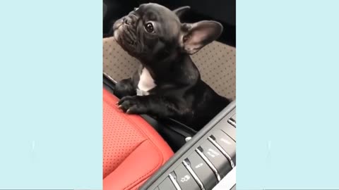 🤣Funny Dog Videos 2023🤣 🐶 It's time to LAUGH with Dog's life #6| Cute Buddy