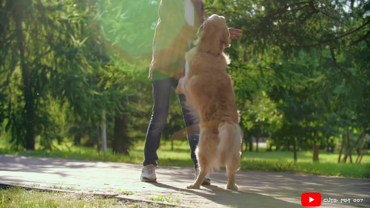 Boy playing with his dog 🐕🐶| beautiful dog | cute dogs Video | pets and animals video |