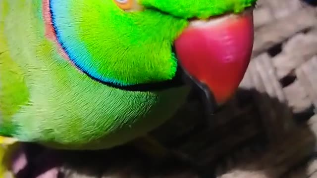 parrot talking videos ♥️ #shorts #shorts #parrot #viralshorts #youtubeshorts #babyparrot #shortsfeed