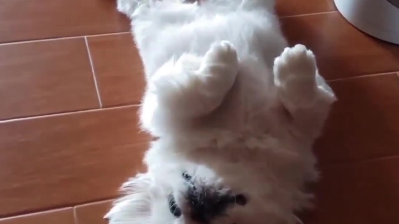 Funny Dog Puppies 😂 These Funny 🐱 Dog Videos