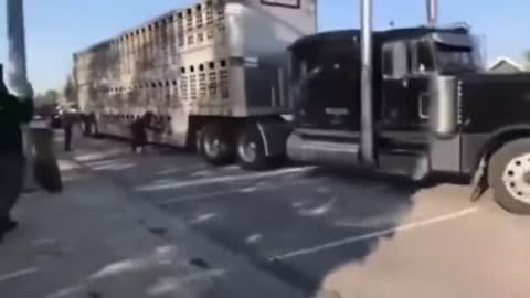 Vegan Protestors FAIL To Stop Truck In HUMILIATING Video