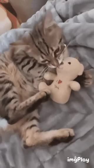 Cute Cat Gif