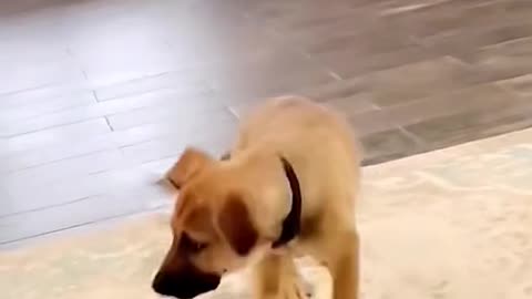 Funny dog expression