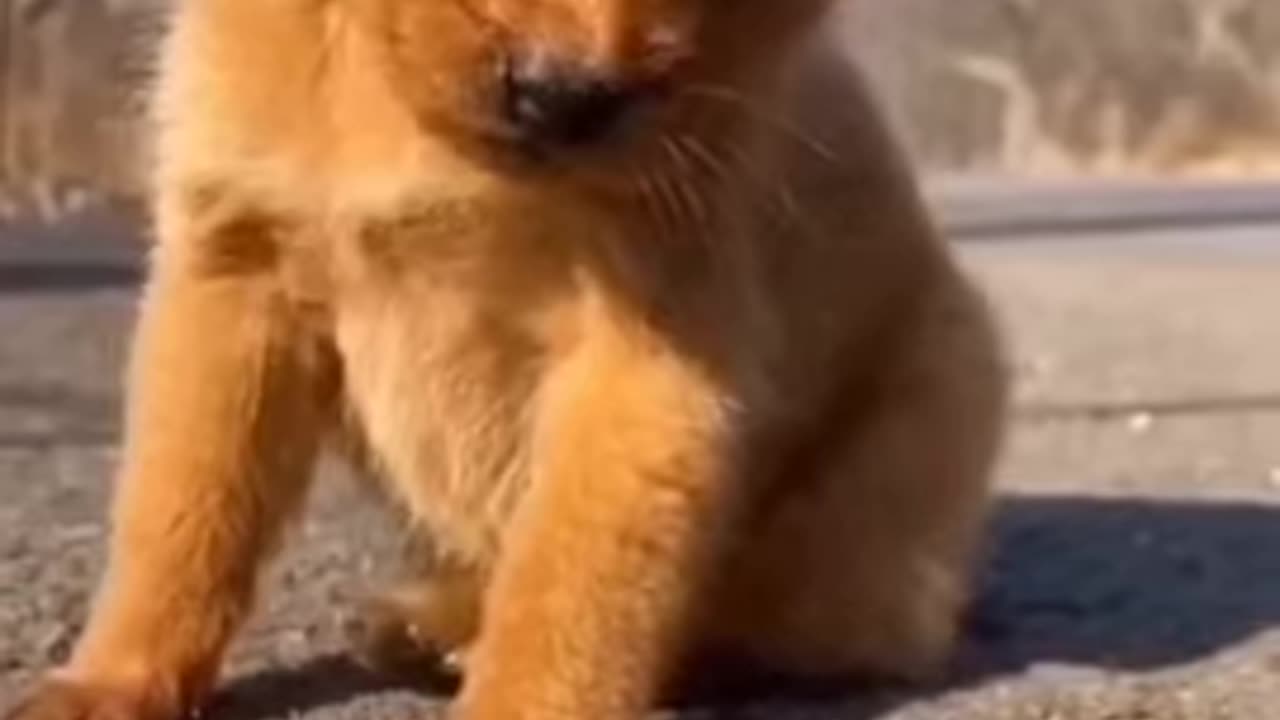 Cute Puppy with Parrot 😂 Finnish Dog 🐶 Funny Moments, laughing video