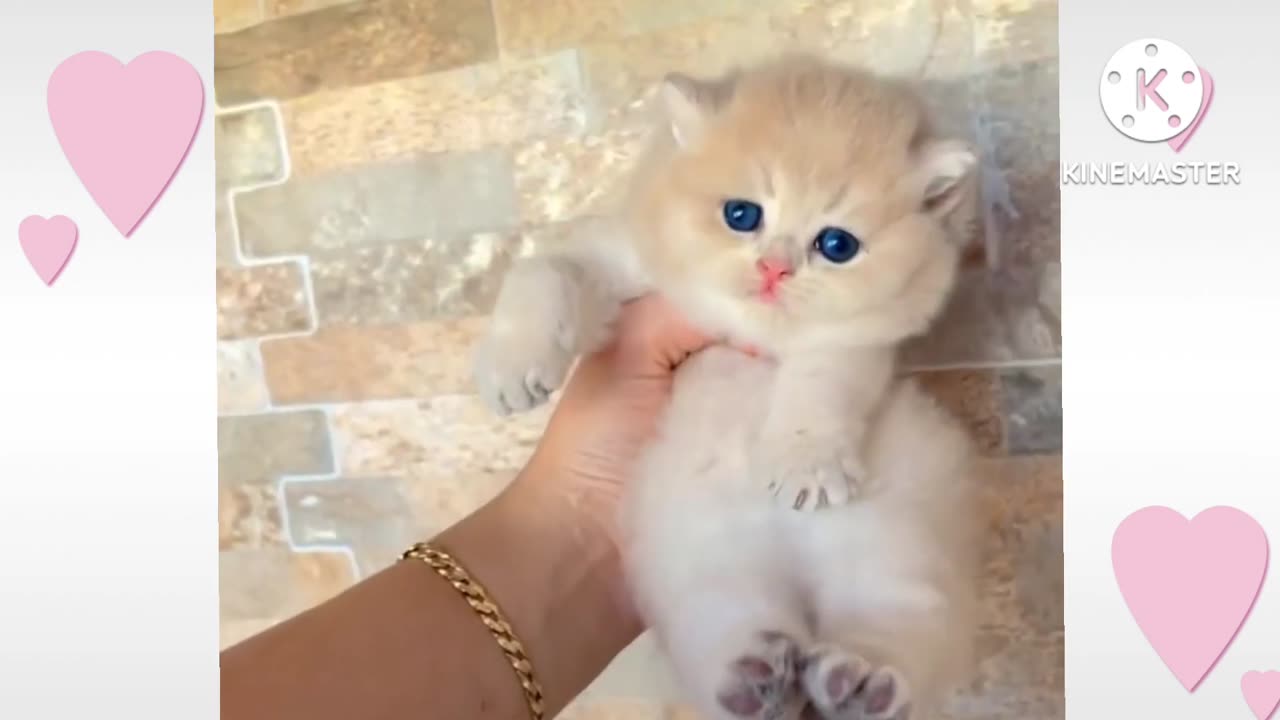 Baby Cats - Cute and Funny Cat Videos Animals Cats lover