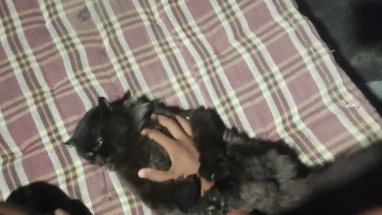 Cat was fun play in home teres