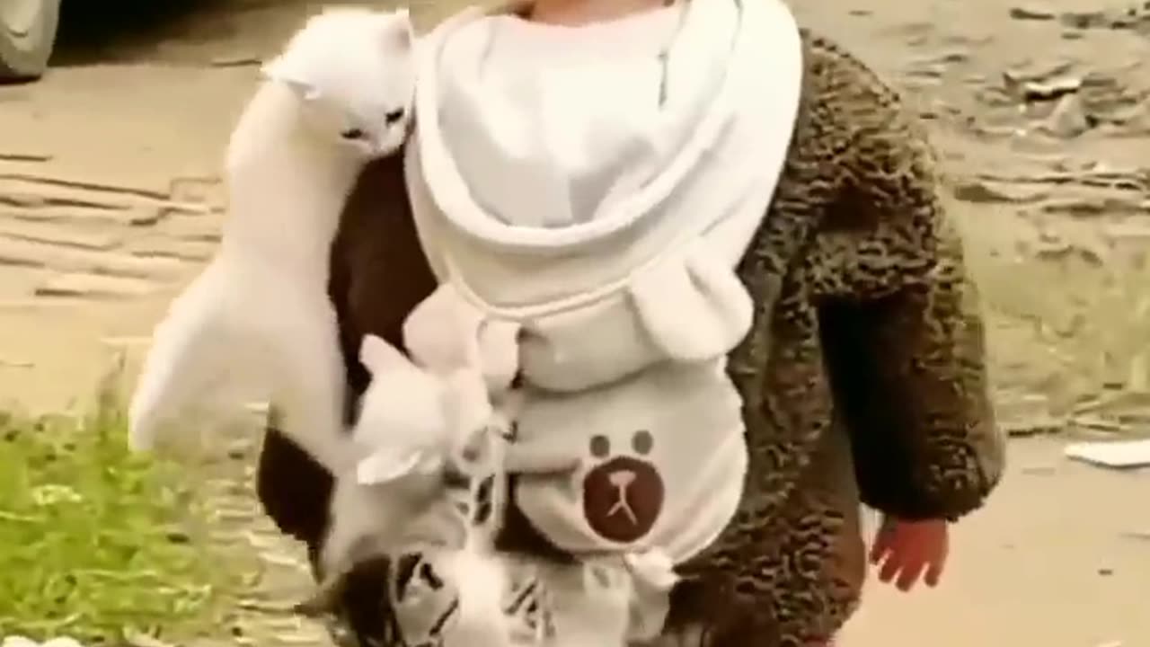CAT DROP ON A CHILD | CHILD WALK AND A CAT DROP IN THE WAY |