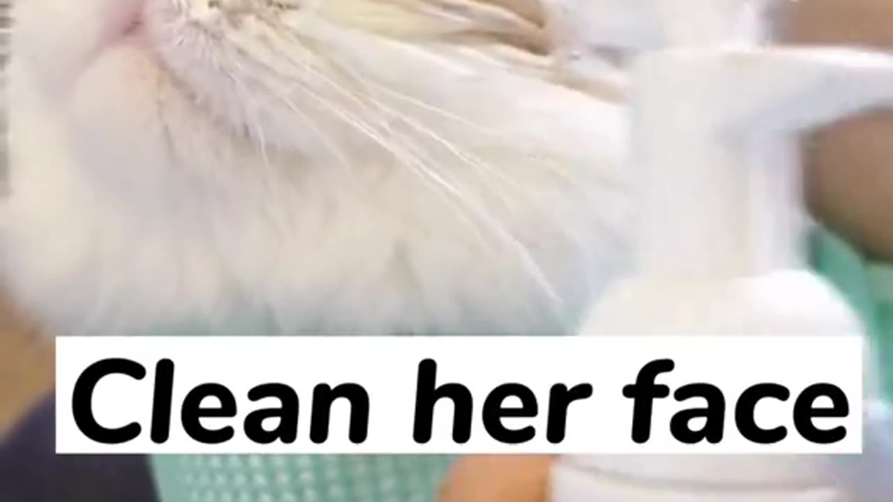 She like cleaning #CapCut #cat #catsoftiktok #cats #asmr #fyp