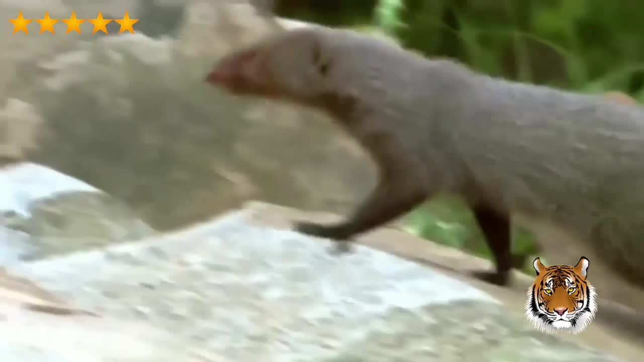 when the mongoose faces the cobra with spectacles