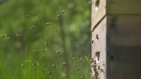 BEE & BEE HIVES