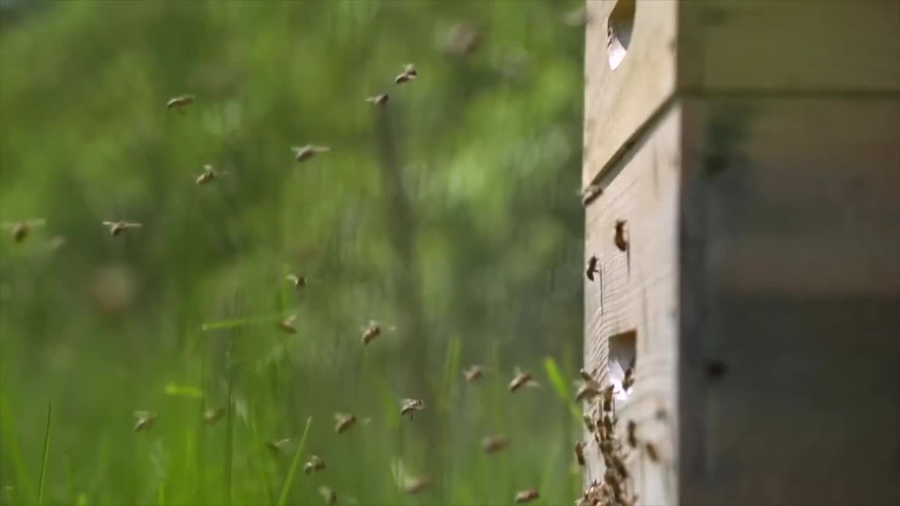 BEE & BEE HIVES