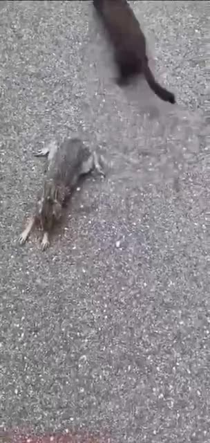 Man, you have a hare. On, man, a hare