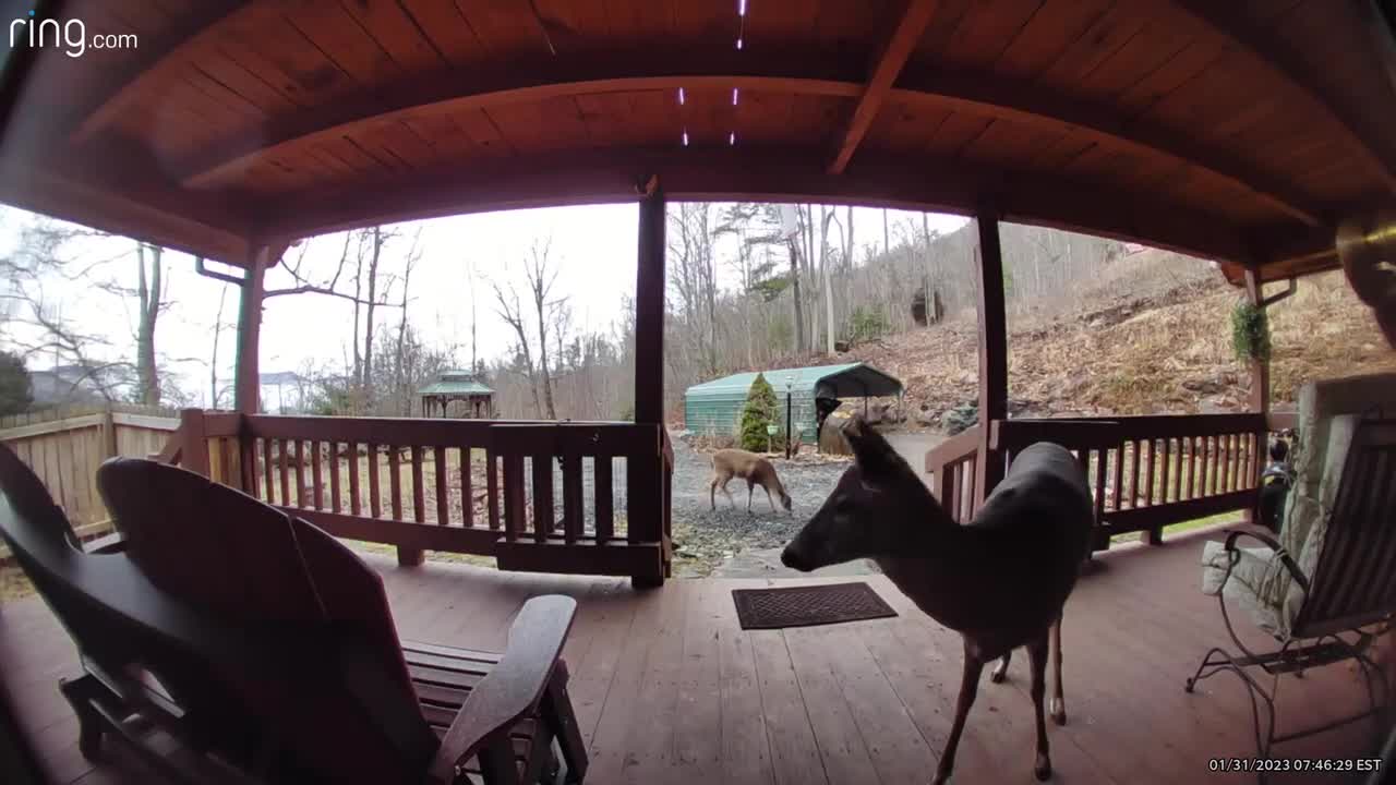 Deer 🦌 NW NC at The Treehouse 🌳 A kiss from Lady 💋 She’s licking my chin #ringtv