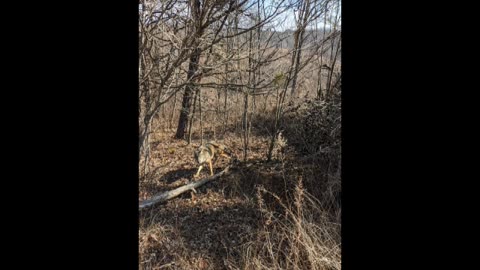 Buried bait sets for coyotes