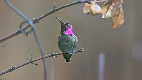 A MAGNIFICENT HUMMINGBIRD