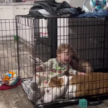 baby and dog funny videos 2023