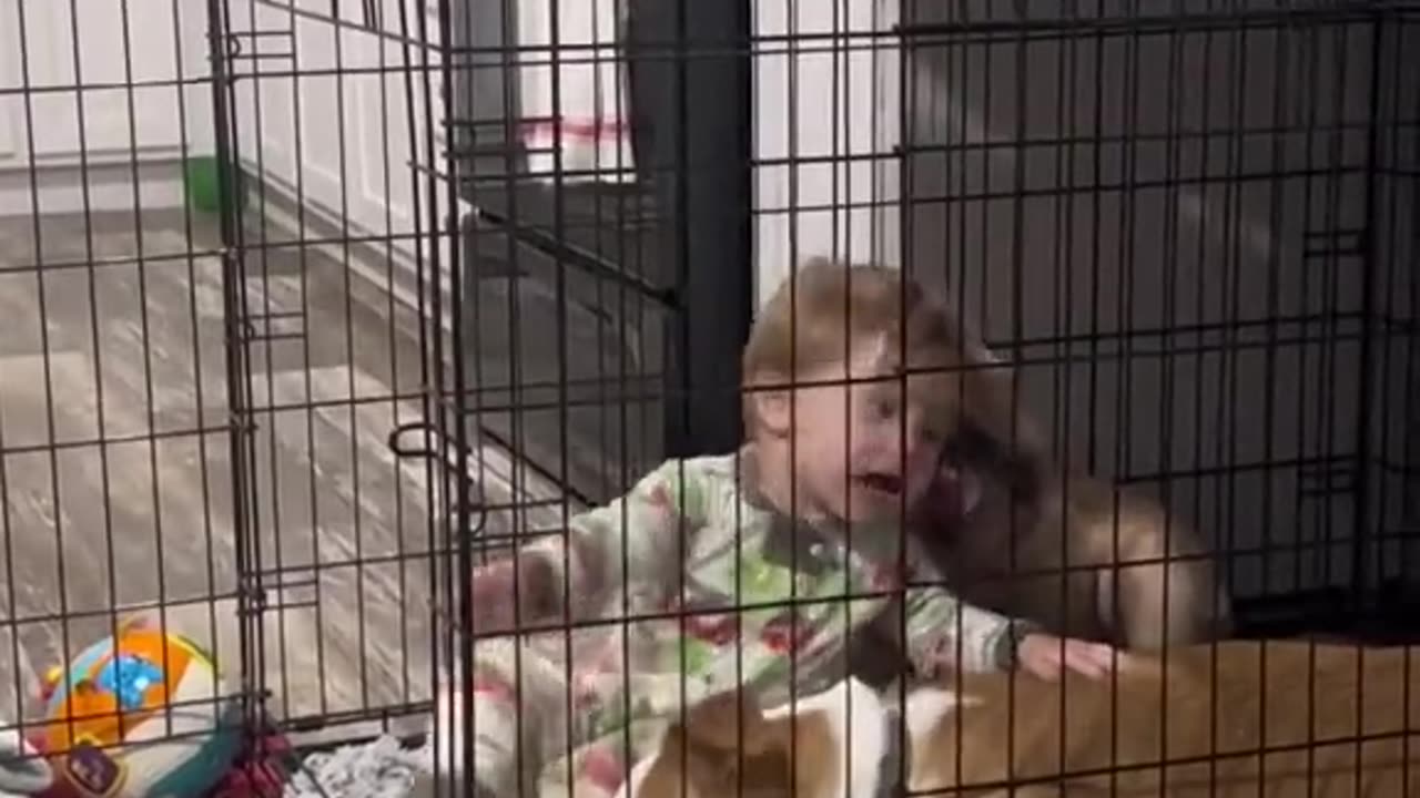 baby and dog funny videos 2023