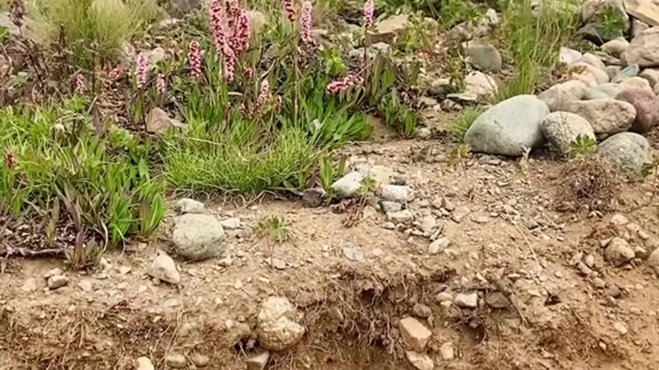 Can you guess Animal?