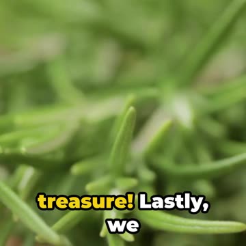 Beneficial Herbs to Grow