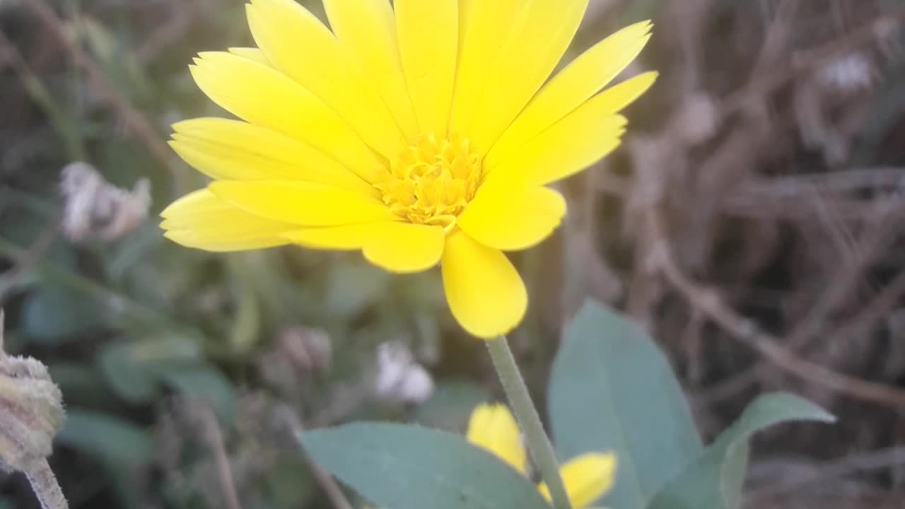 Vigorous calendula