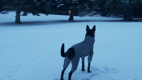 Dutch Shepherd Malinois Rolls and Flips in the Snow!