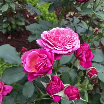 Queen of Elegance Floribunda