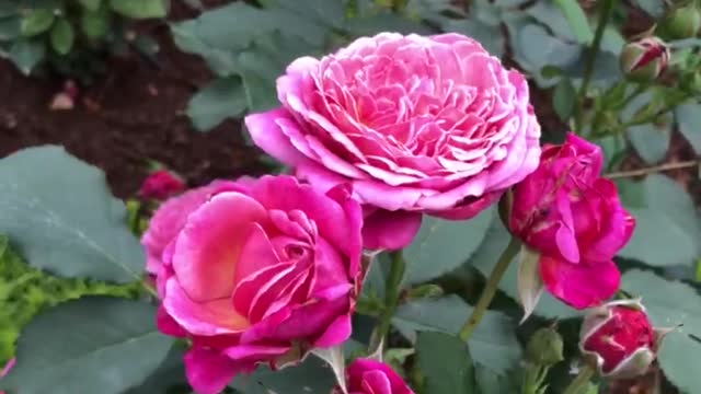 Queen of Elegance Floribunda