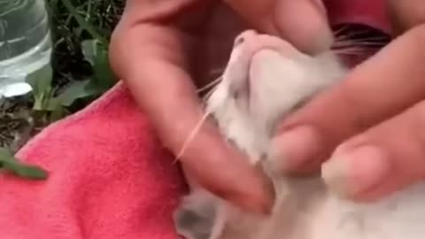 Great Kitten Rescue!