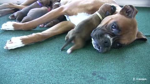 3 week old boxer Puppies - So Cute