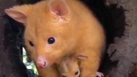 🙏❤️🎉🎉🎉🎊🎊🎊️SWEET AND FUNNY ANIMAL SHOTS 🙏❤️❤️🎉🎉🎉🎊🎊🎊