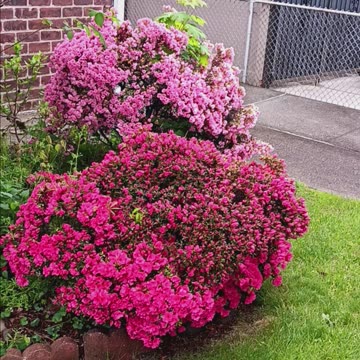 Azaleas colorful