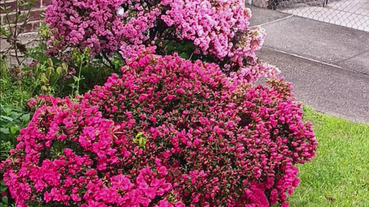 Azaleas colorful