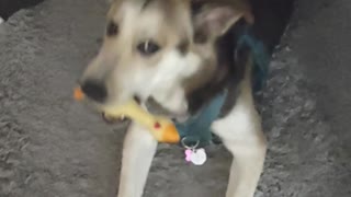 Dog players