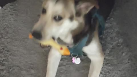 Dog players