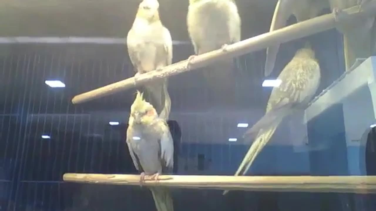 Cockatiels from the store wait for a new owner to be adopted [Nature & Animals]