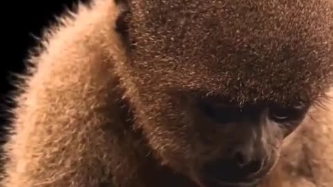 Baby cute monkey