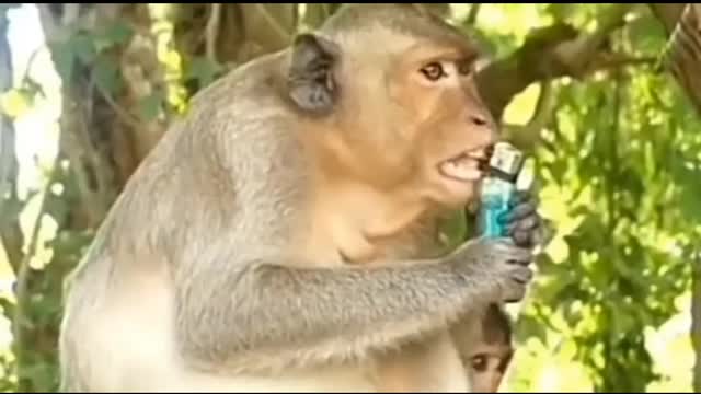 stupid monkey make funny